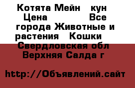 Котята Мейн - кун › Цена ­ 19 000 - Все города Животные и растения » Кошки   . Свердловская обл.,Верхняя Салда г.